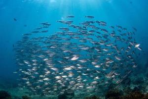 sardina scuola di pesce subacqueo foto