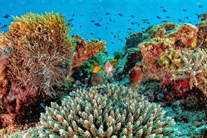 Maldive coralli Casa per Pesci foto