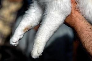 gatto zampa su umano mano foto