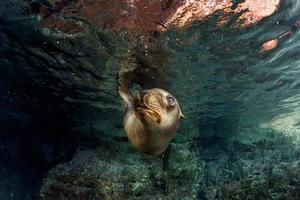 cucciolo mare Leone subacqueo guardare a voi foto