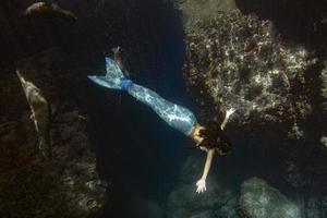 sirena nuoto subacqueo nel il in profondità blu mare con un' foca foto