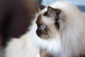 birman sacro gatto di birmania ritratto foto