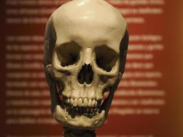neandertaliano preistorico umano cranio stile Evoluzione Schermo foto