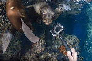 mare Leone foca subacqueo mentre immersione galapagos foto