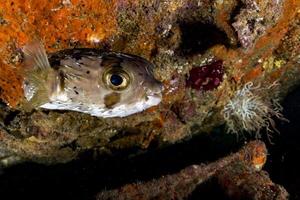 porcospino scatola pesce mentre immersione foto