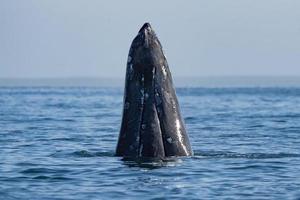 grigio balena a balena Guardando nel laguna san ignacio baja California, Messico foto