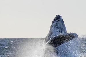 gobba balena varco su Pacifico oceano sfondo nel cabo san lucas Messico foto