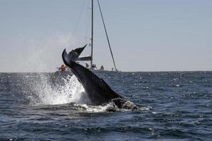 gobba balena coda slapping nel davanti di balena Guardando barca nel cabo san lucas Messico foto