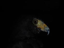 harris falco parabuteo unicinctus isolato su nero foto