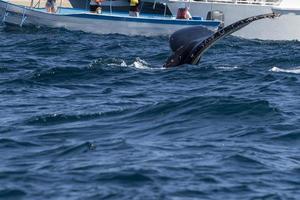 gobba balena coda slapping nel davanti di balena Guardando barca nel cabo san lucas Messico foto