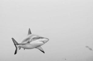 grigio squalo fauci pronto per attacco foto