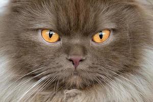 arancia gatto occhi vicino su dettaglio foto
