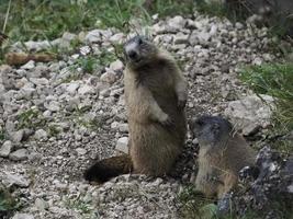 marmotta marmotta al di fuori nido ritratto foto