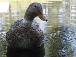 femmina selvaggio anatra ritratto nel il lago foto