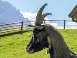 capra vicino su ritratto guardare a voi foto