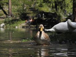 femmina selvaggio anatra ritratto nel il lago foto