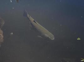 trota nel un' lago subacqueo foto