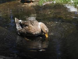 femmina selvaggio anatra ritratto nel il lago foto