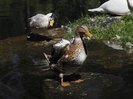 femmina selvaggio anatra ritratto nel il lago foto