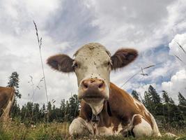 mucca ritratto vicino su guardare a voi nel dolomiti foto