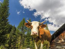 mucca ritratto vicino su guardare a voi nel dolomiti foto