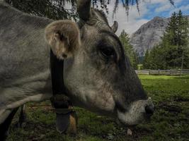 mucca vicino su nel dolomiti foto