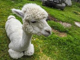 alpaca adorabile soffice ritratto rilassante su erba foto