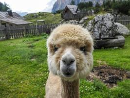 alpaca adorabile soffice ritratto guardare a voi foto