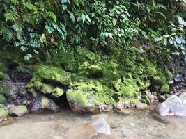 natura sfondo foto di cascata fiume muschio e le foglie