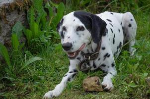 dalmata cane giocando con calcolo, giocoso grande cane foto