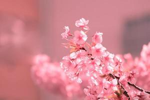 morbido pastello colore ,ciliegia fiorire o sakura fiore su natura sfocatura sfondo nel il mattina un' primavera giorno foto