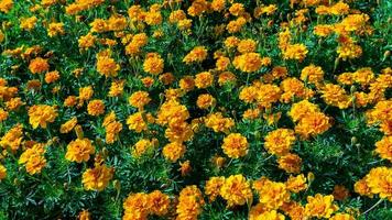 calendula fiori fioritura nel il giardino foto