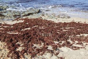 alghe su il rocce su il sponde di il mediterraneo mare nel settentrionale Israele. foto