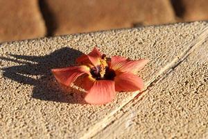 caduto le foglie e fiori nel un' città parco nel Israele. foto