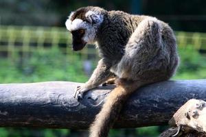 un' piccolo scimmia vite nel un' zoo nel Israele. foto