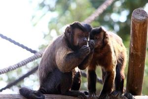 un' piccolo scimmia vite nel un' zoo nel Israele. foto