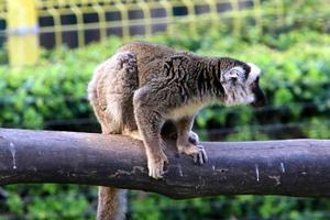 un' piccolo scimmia vite nel un' zoo nel Israele. foto