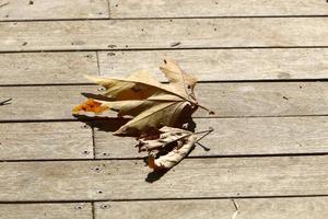 caduto le foglie e fiori nel un' città parco nel Israele. foto