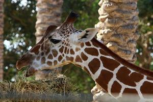 un' giraffa vite nel un' zoo nel Israele. foto