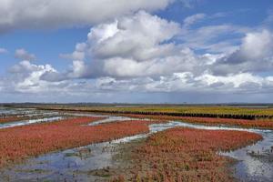 sale palude a nord mare, eiderstedt penisola, nord Frisia, Germania foto