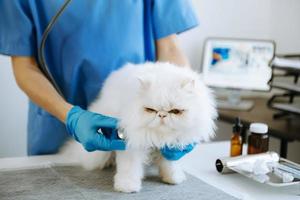 femmina veterinario medico utilizzando stetoscopio per carino gattino e pulito animale orecchie nel animale ospedale foto