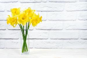 bouquet di narcisi gialli, narciso in vaso su sfondo di mattoni bianchi con spazio per la copia foto