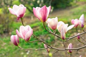 fioritura rosa magnolia fiori. ramo di magnolia albero foto