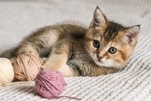 carino Scozzese dritto gattino giocando con palle di filato foto