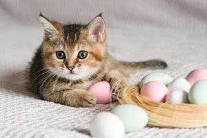 carino gattino di il Scozzese dritto razza giocando con Pasqua uova foto