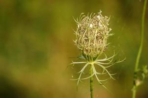 avvicinamento di selvaggio carota chiuso fiore con sfocato verde naturale sfondo foto