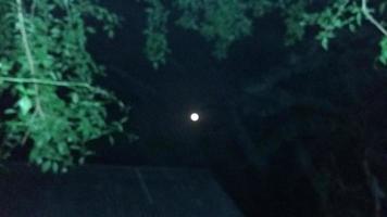 bellissimo chiaro di luna bellezza foto