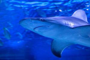 squalo nel il acqua. acquatico creatura. acqua mondo. mare, oceano, lago e fiume fauna. zoo e zoologia. foto