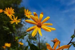 Gerusalemme carciofo fiori. fioritura giallo fiori nel il prato. foto