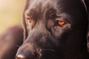 Marrone labrador occhi nel messa a fuoco. il Guarda di un' nero cane. un' animale domestico, un animale. foto